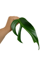 Monstera Burle Marx Flame Adult Steckling